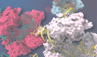 Achieiving ultimate genome editing performance with smarter engineerin