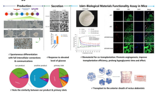 05_Pluripotent Stem Cell Derived Human Islet Organoids for Cure of Diabetes.png