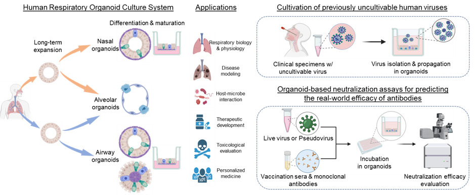 Human respiratory organoid system