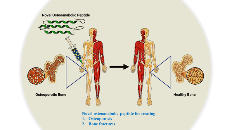 Novel Osteoanabolic Peptide for Bone Regeneration and Osteoporosis Treatment