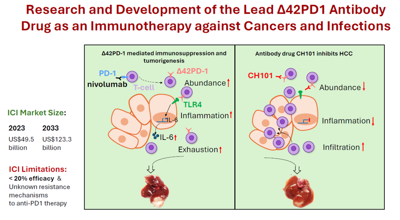 Research and development of the lead Δ42PD1 antibody drug as an immunotherapy against cancers and infections