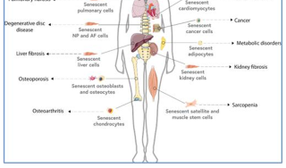 Anti-aging vaccine and antibody drugs
